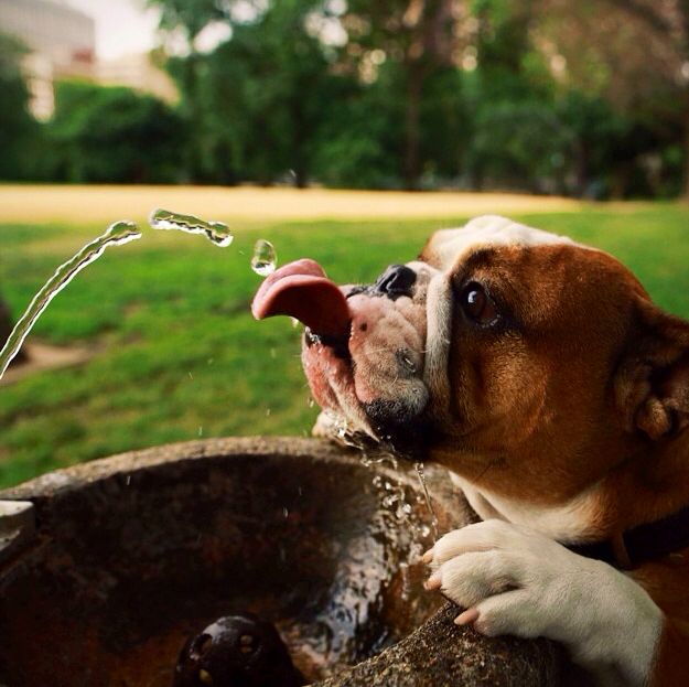 Manternha o seu pet bem hidratado, com muita água fresca à vontade!