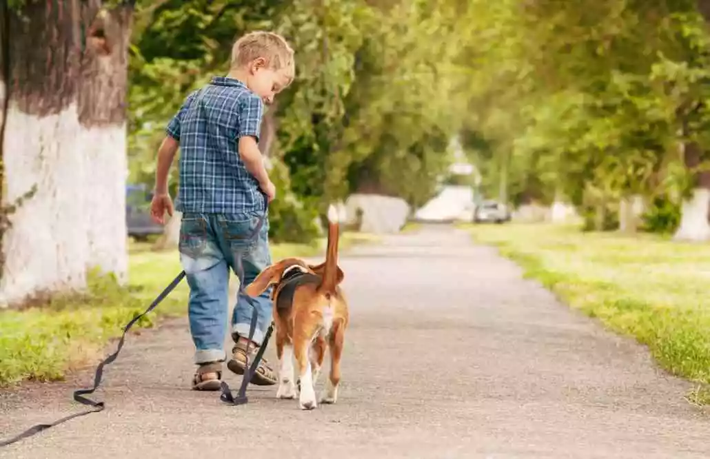 Clinica veterinaria domiciliar: Qual é a idade do seu pet? 10 cuidados para pets com mais de 6 anos.