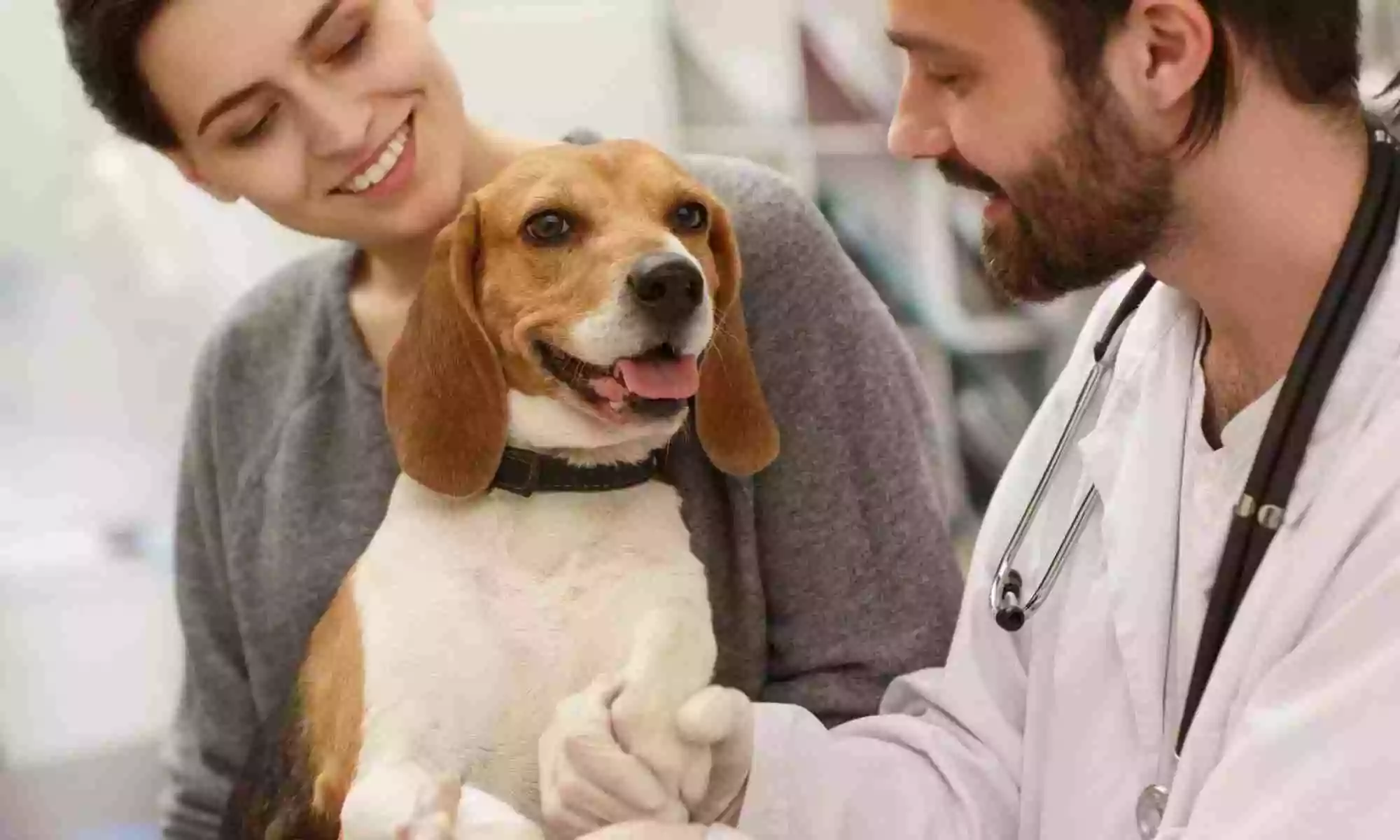 Clinica veterinaria domiciliar: Viagem no Carnaval? 4 cuidados para o cachorro e o gato
