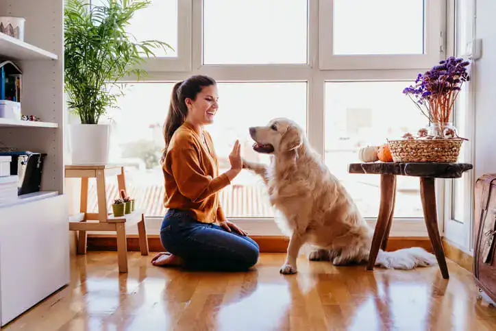 Clinica veterinaria domiciliar: Qual é a idade do seu pet? 10 cuidados para pets com mais de 6 anos.